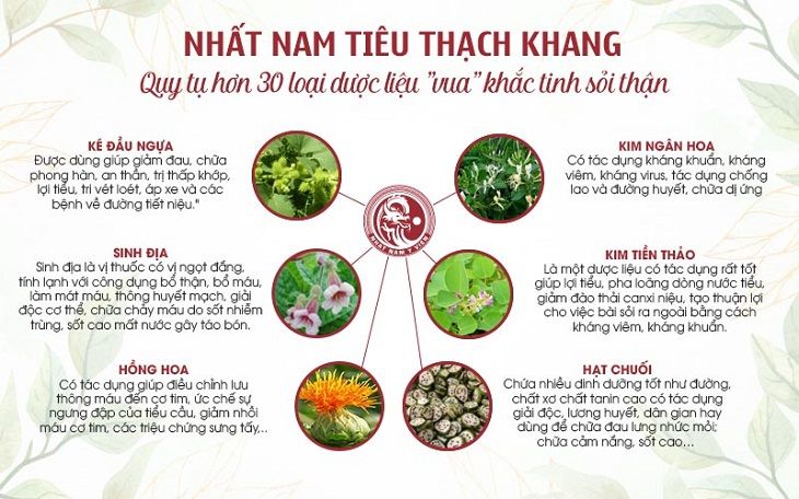 Công dụng của các thành phần dược liệu chính trong Nhất Nam Tiêu Thạch Khang