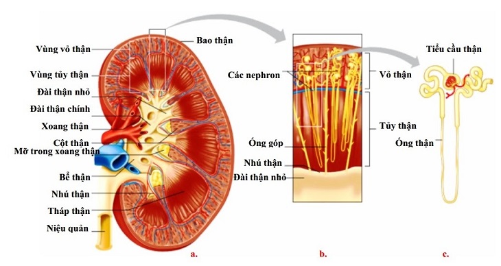 Thận là cơ quan bài tiết chính của hệ tiết niệu