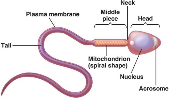 Tinh trùng đầu nhỏ ít acrosome là một dị tật tinh trùng