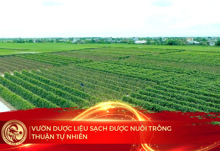 Nhất Nam Y Viện luôn chú trọng vào chất lượng dược liệu đảm bảo cho sức khỏe