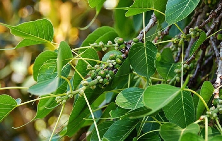 bai thuoc tri dau khop goi