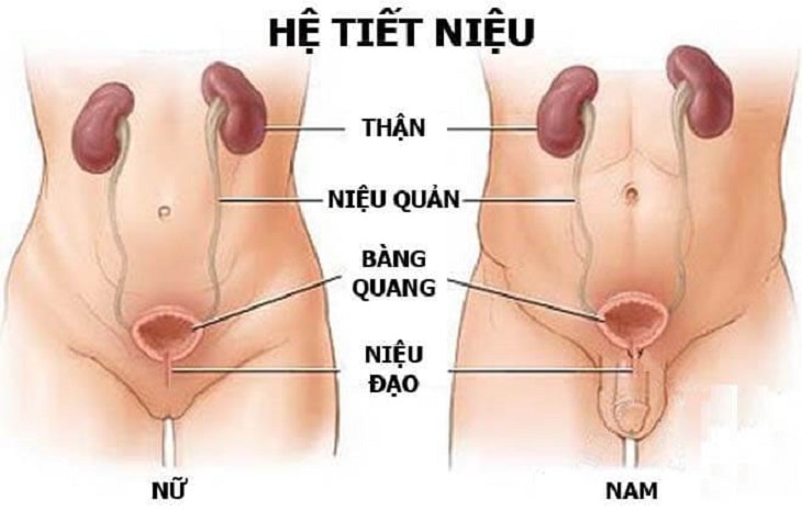 viem duong tiet nieu sau sinh