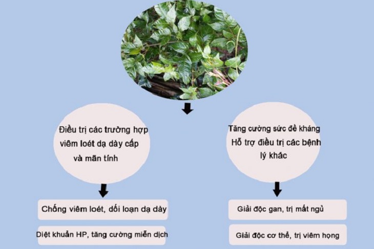 Uống trà dây tốt cho hệ tiêu hóa cũng như dạ dày