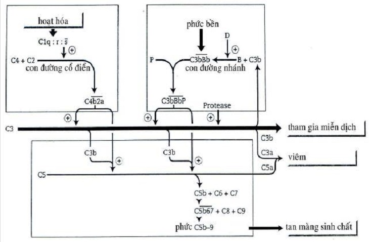 Con đường hoạt hóa bổ thể