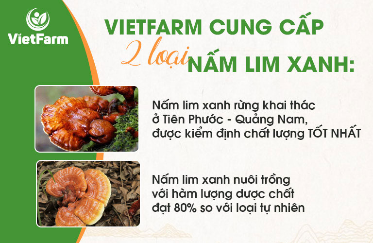 Trung tâm Vietfarm cung cấp 2 loại nấm lim xanh đáp ứng nhu cầu người tiêu dùng