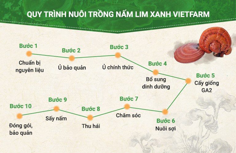 Quy trình nuôi trồng 10 bước chuẩn hóa của nấm lim xanh Vietfarm