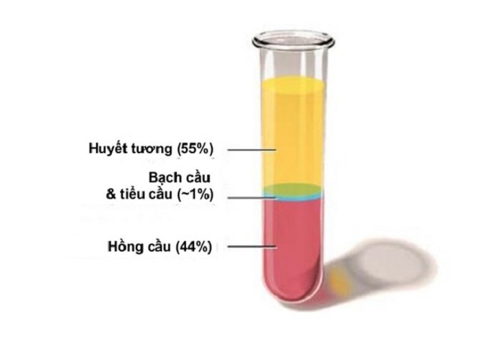 Huyết tương giúp tạo áp suất keo của máu