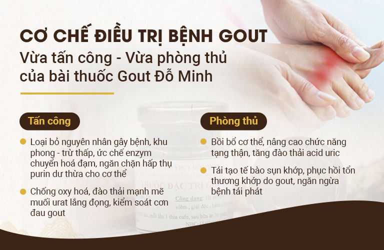 Cơ chế điều trị bài thuốc Gout Đỗ Minh Đường