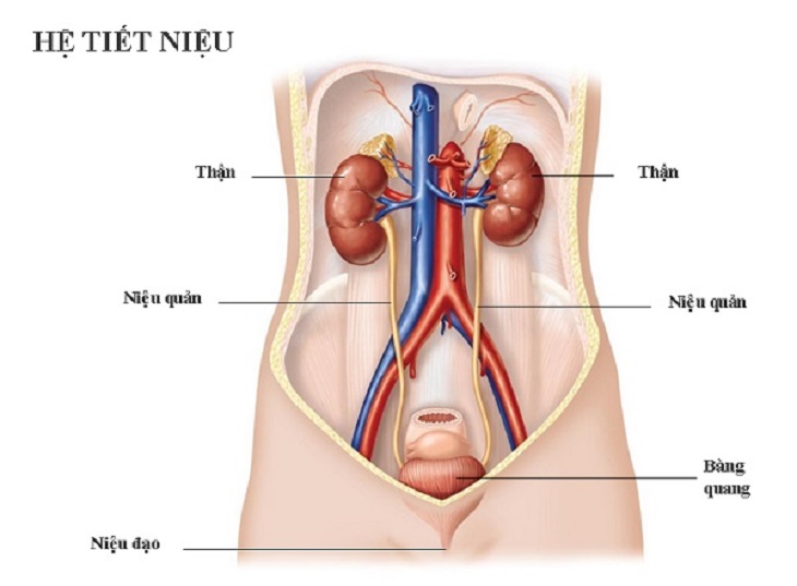 soi nieu dao