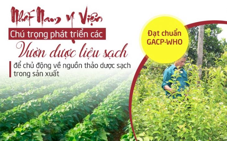 chua viem khop dang thap bang thuoc nam