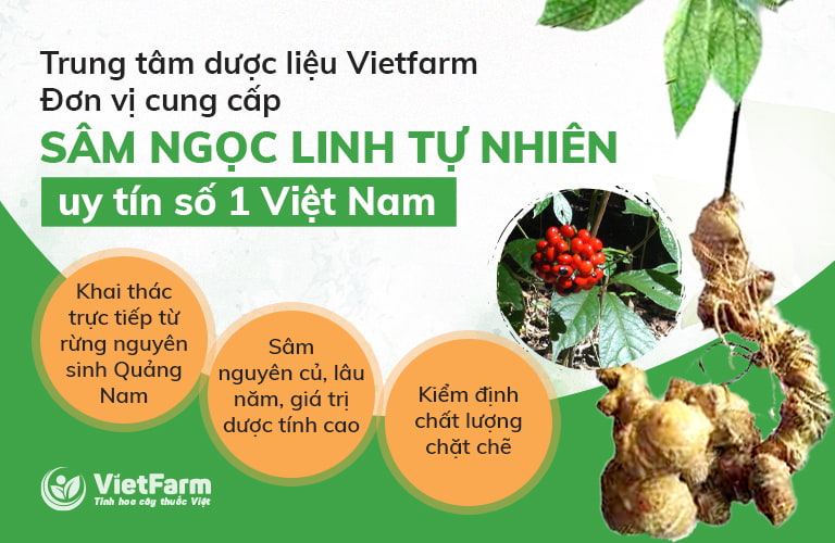 Trung tâm dược liệu Vietfarm cung cấp sâm Ngọc Linh khai thác tự nhiên