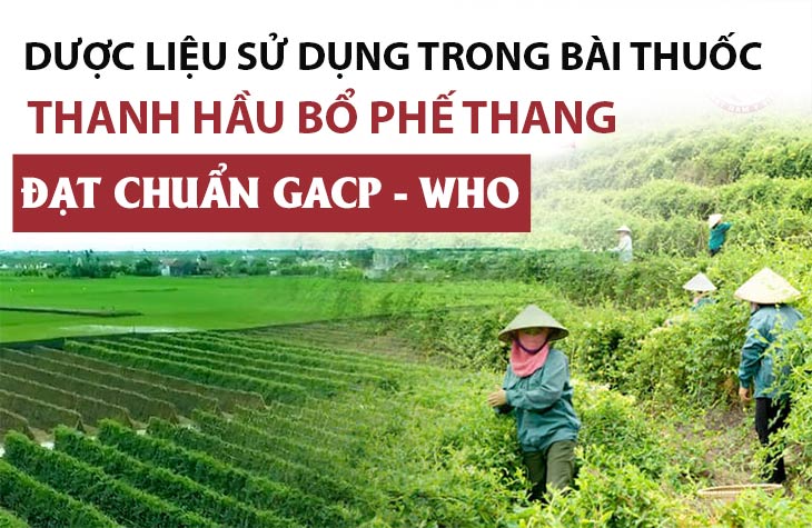 Thanh hầu bổ phế thang sử dụng 100% nam dược chất lượng cao đạt chuẩn GACP - WHO