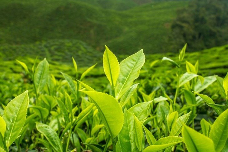 viem nang long nen tam bang gi