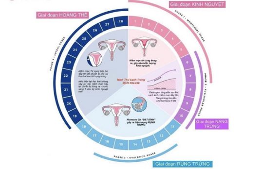 Các Giai Đoạn Của Chu Kỳ Kinh Nguyệt Và Những Lưu Ý Khác