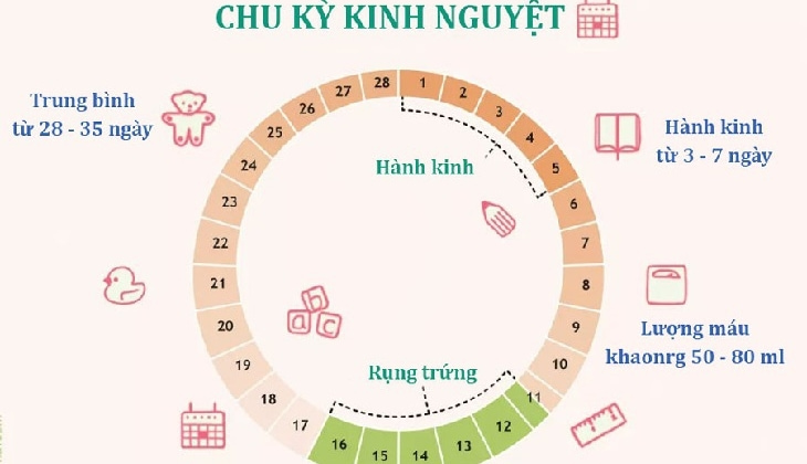 chu ky kinh nguyet binh thuong