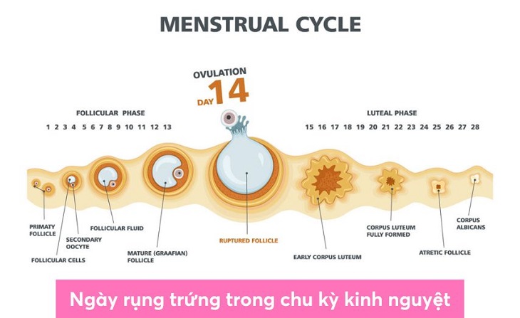 Vấn đề quan hệ trước ngày rụng trứng có thai không được nhiều người quan tâm