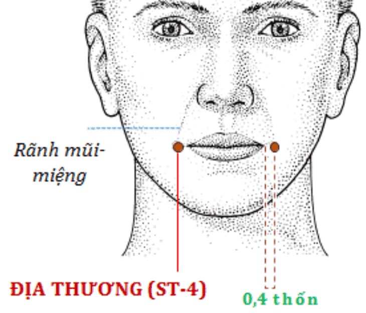 Huyệt Địa Thương là huyệt đạo thứ 4 nằm trong kinh Vị