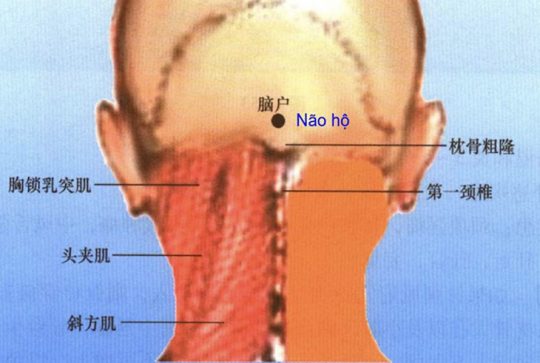 Huyệt Não Hộ: Vị Trí, Công Dụng Và Cách Châm Cứu Trị Bệnh