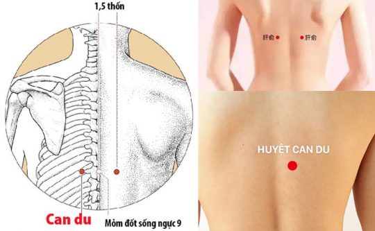 Huyệt Can Du: Xác Định Vị Trí, Tác Dụng Khi Tác Động