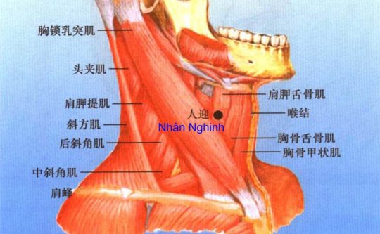 Huyệt Nhân Nghinh có ý nghĩa quan trọng với sức khỏe