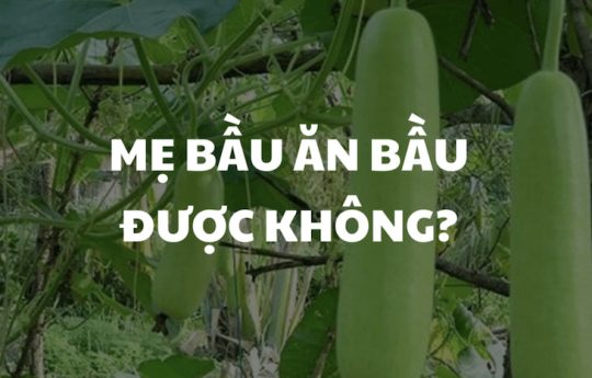 Bà Bầu Ăn Bầu Được Không? Cần Lưu Ý Gì?