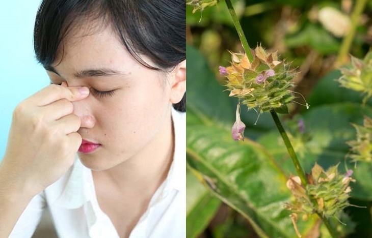 Cây chỉ thiên tương đối lành tính, hạn chế tối đa tác dụng phụ