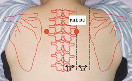 Huyệt Phế Du: Vị Trí, Tác Dụng Và Cách Bấm Huyệt