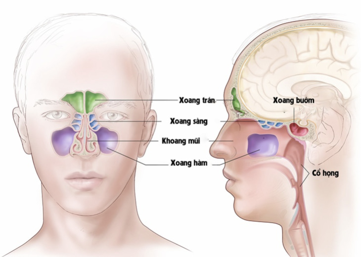 Vị trí của các loại xoang