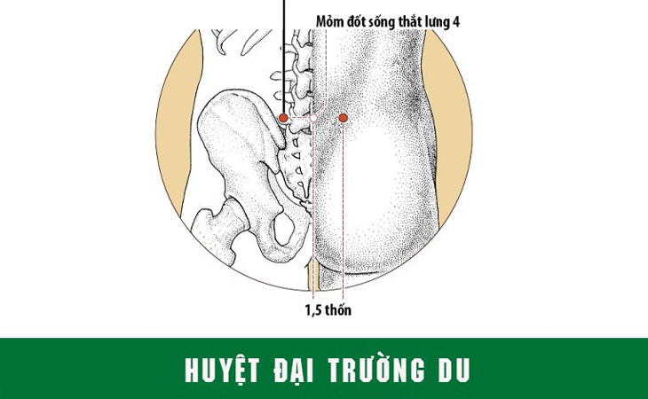 Vị trí huyệt Đại Trường Du