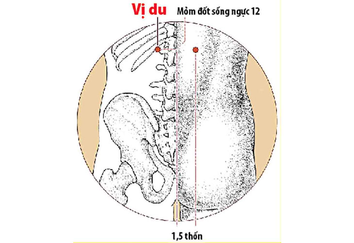 Vị trí huyệt Vị Du