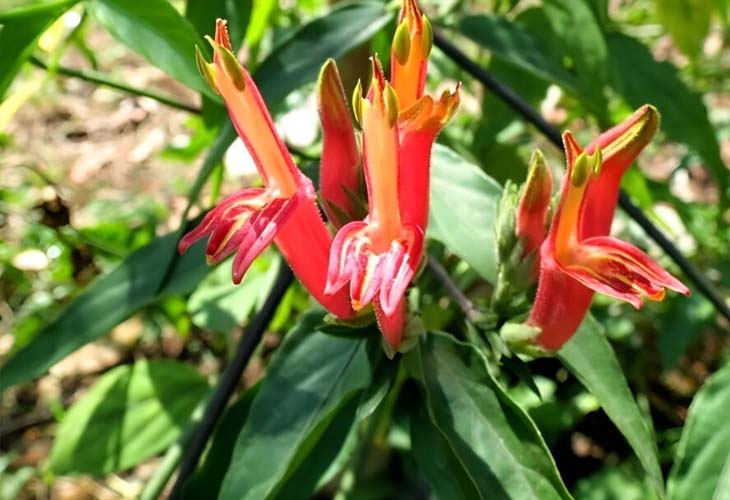 Bìm bịp hoa đỏ (Clinacanthus nutans)