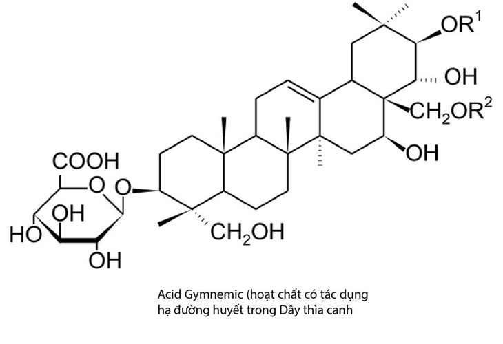 Gymnemic acid là một trong những thành phần quan trọng của cây thìa canh