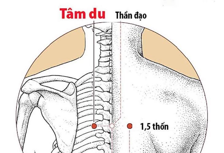 Hình ảnh huyệt Tâm Du