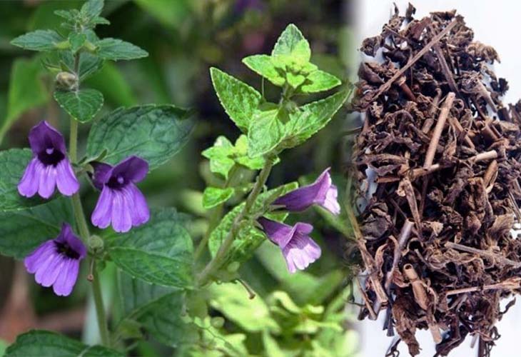 Nhân Trần: Công Dụng Và Những Lưu Ý Khi Sử Dụng