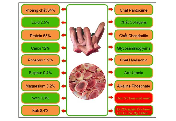 Các thành phần dinh dưỡng có trong lộc nhung