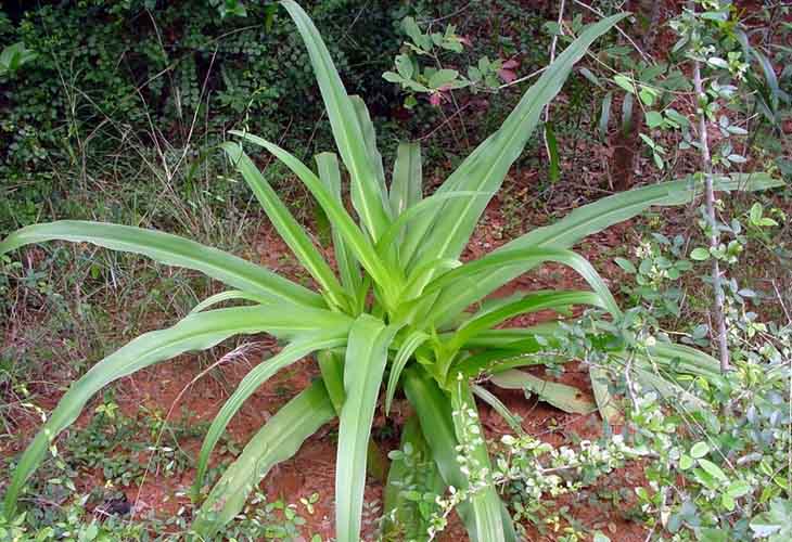 Bạn có thể lấy lá Crinum latifolium L tươi để sắc uống