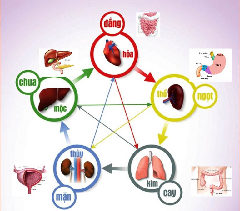 Trong YHCT ngũ vị tương ứng với ngũ tạng