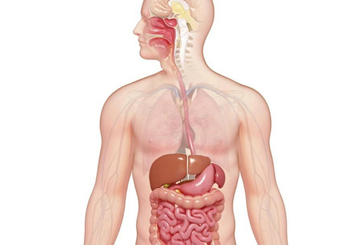 Cây có khả năng cải thiện các vấn đề tiêu hóa hiệu quả