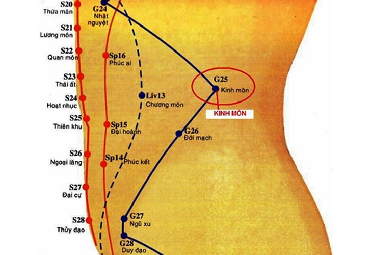 Vị trí huyệt Kinh Môn