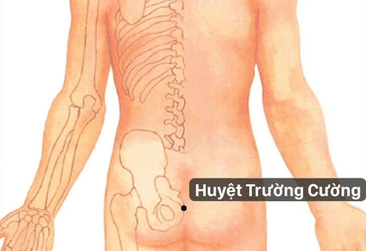 Vị trí huyệt Vĩ Lư hay còn gọi là huyệt Trường Cường