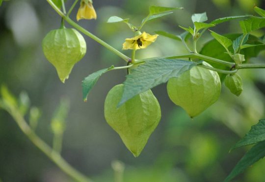 Cây Thù Lù Chữa Những Bệnh Gì? Sự Thật Về Loại Cây Này