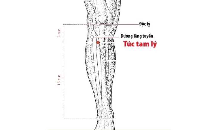 Vị trí huyệt Túc Tam Lý