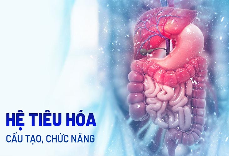 Châm cứu giúp cải thiện chức năng tiêu hóa hiệu quả