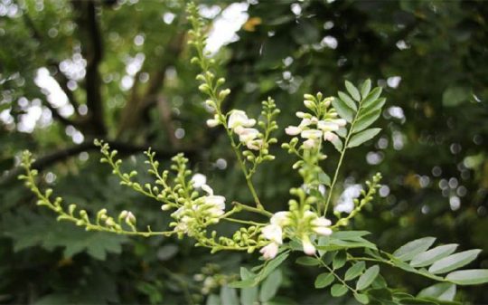 Hoa Hòe (Sophora Japonica) Và Tác Dụng Giảm Cholesterol