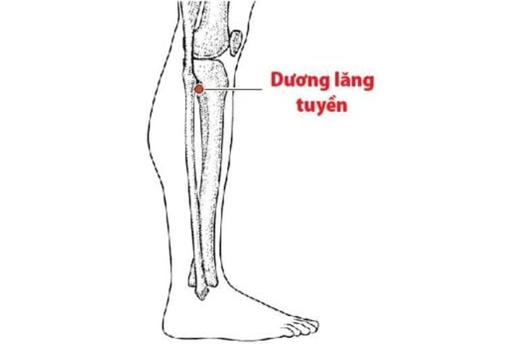 Vị trí huyệt Dương Lăng Tuyền