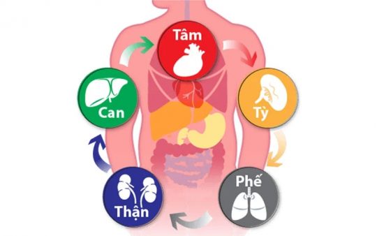 PHỤC HỒI CÁC TẠNG PHỦ