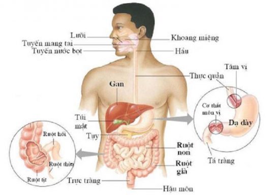 Phục hồi chức năng Tỳ Vị