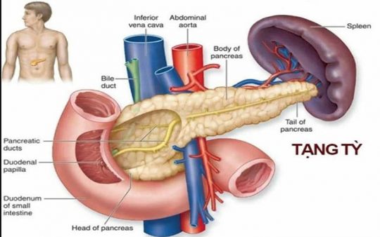 PHỤC HỒI CHỨC NĂNG TỲ VỊ