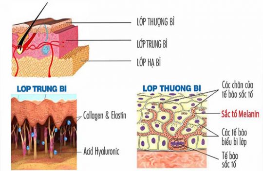 ỨC CHẾ SẢN SINH SẮC TỐ MELANIN